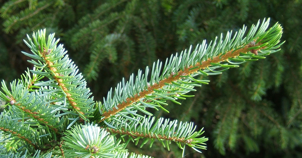 Collecte des sapins