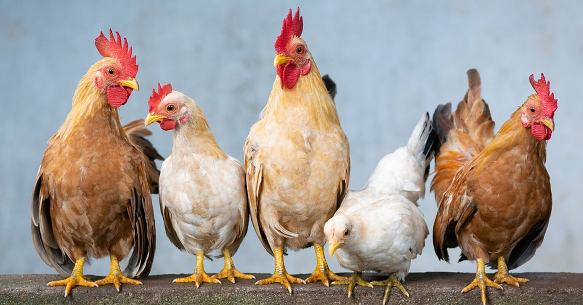 Influenza aviaire : passage au niveau élevé de risque