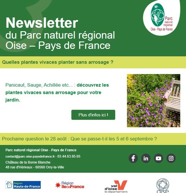 Quelles plantes vivaces planter sans arrosage ?