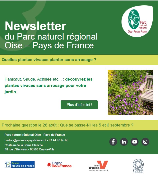 Quelles plantes vivaces planter sans arrosage ?
